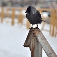 Сергей Рублев